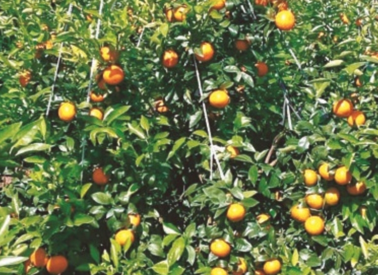 �����ľ��й㷺��Ӧ�Ե����ͷ���